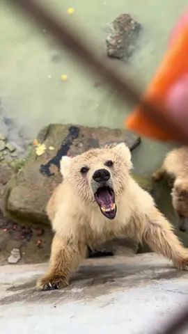 youm africano🥹🐒🐻🐗🐆 #