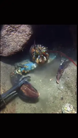 #fyp #foryou #shrimp #underwater #explore 