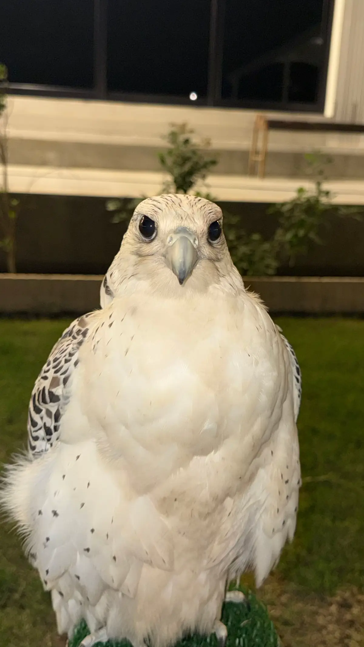 #مقناص_الشيخ_عمر_الخربيط #viral #صقاقير_الخليج #fyp #جير_بيور 