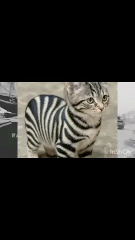 kabar gembira #israel  TNI serang isrrael