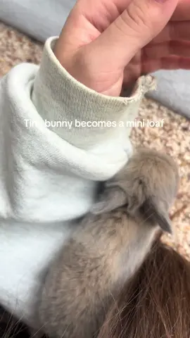 Cute little burnt toast #loaf #peewee #bunny #fyp #cute