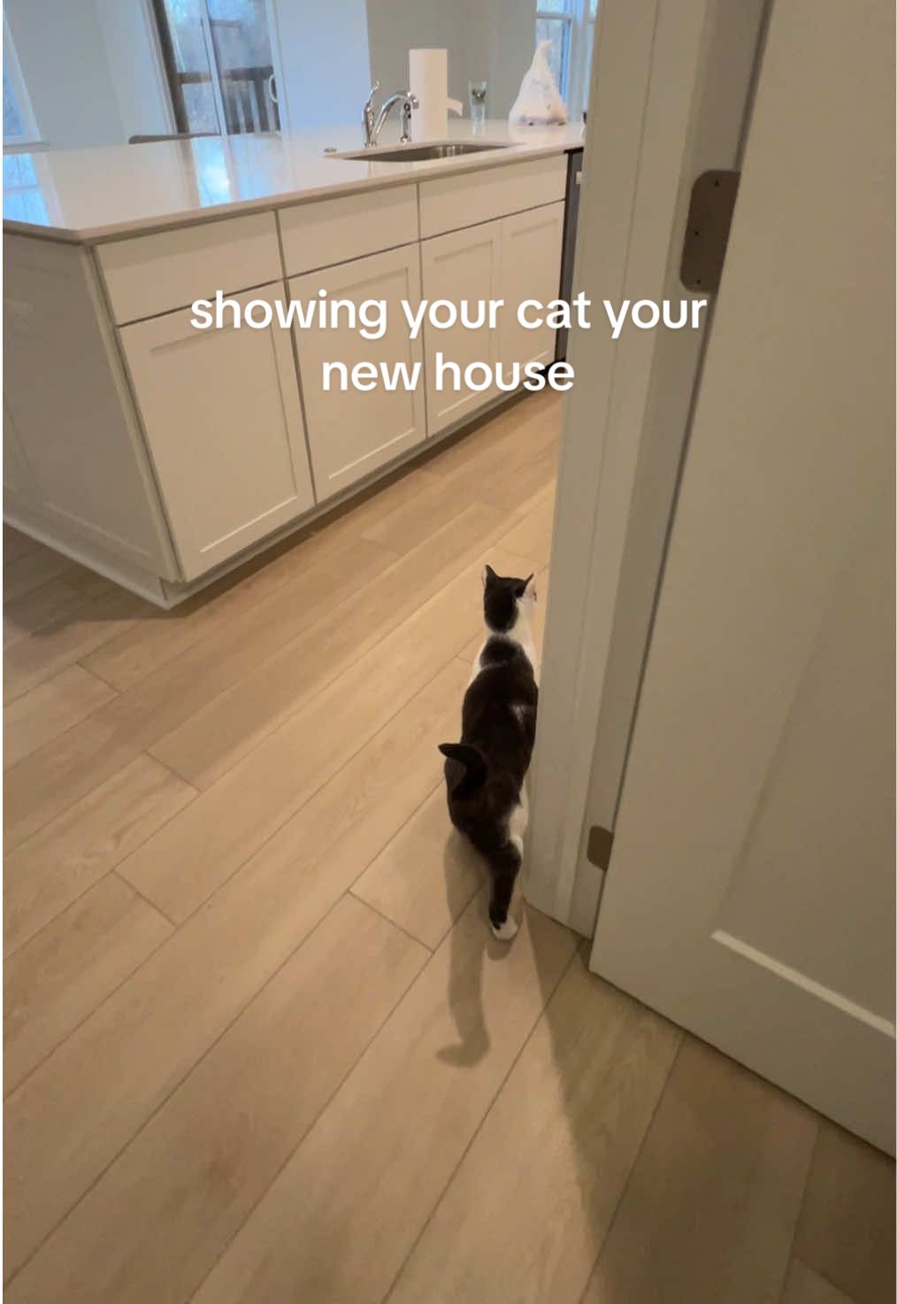 Inspection day #catsoftiktok #housetour #catvideo #fyp 