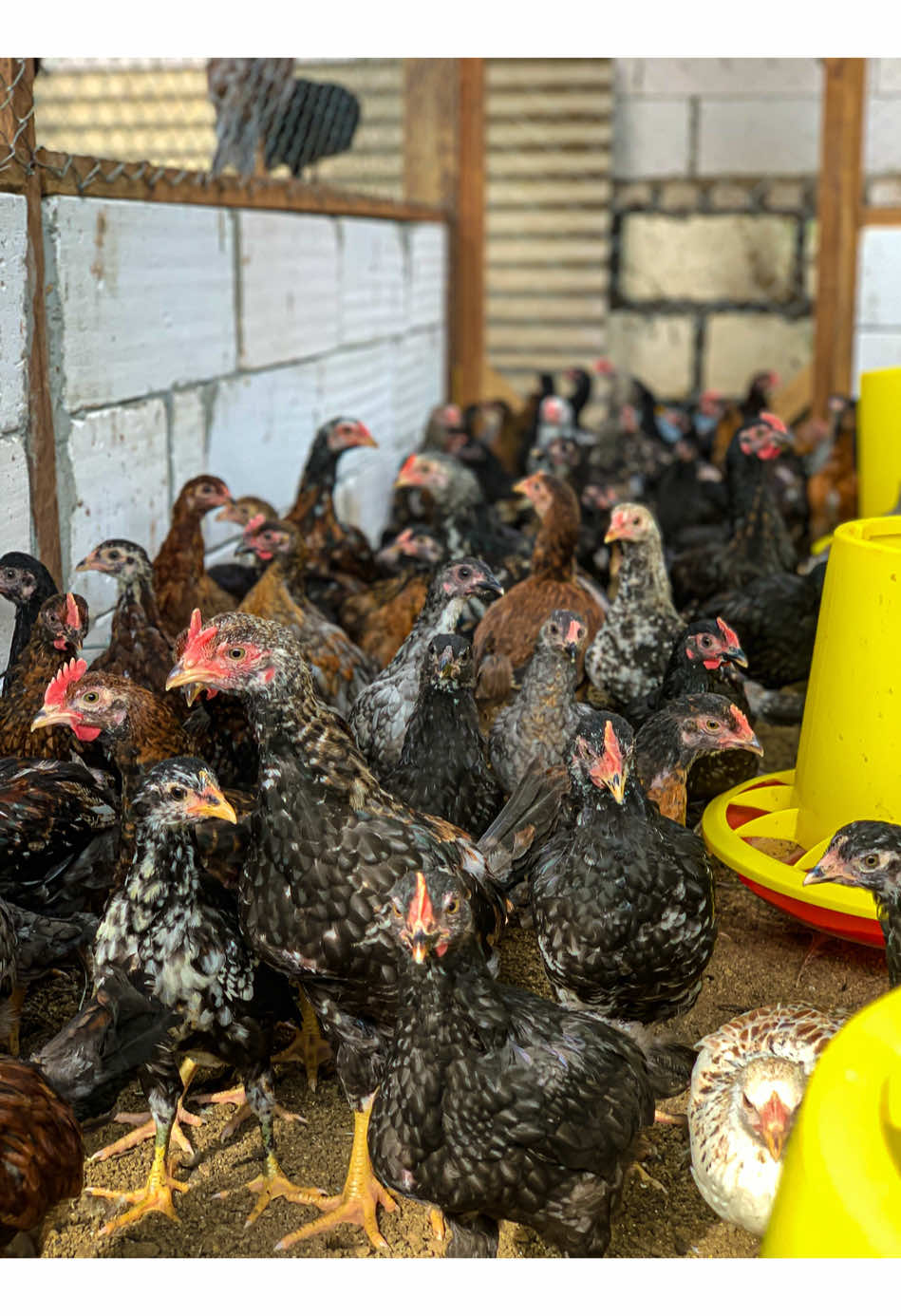 #bangantongfarm #ayamkampung #ayamkampungasli #ayamkampungmojokerto #peternakmuda 