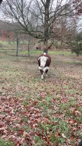 Rufus chased me out of the field!! #redfordthebull #rufusthebull 