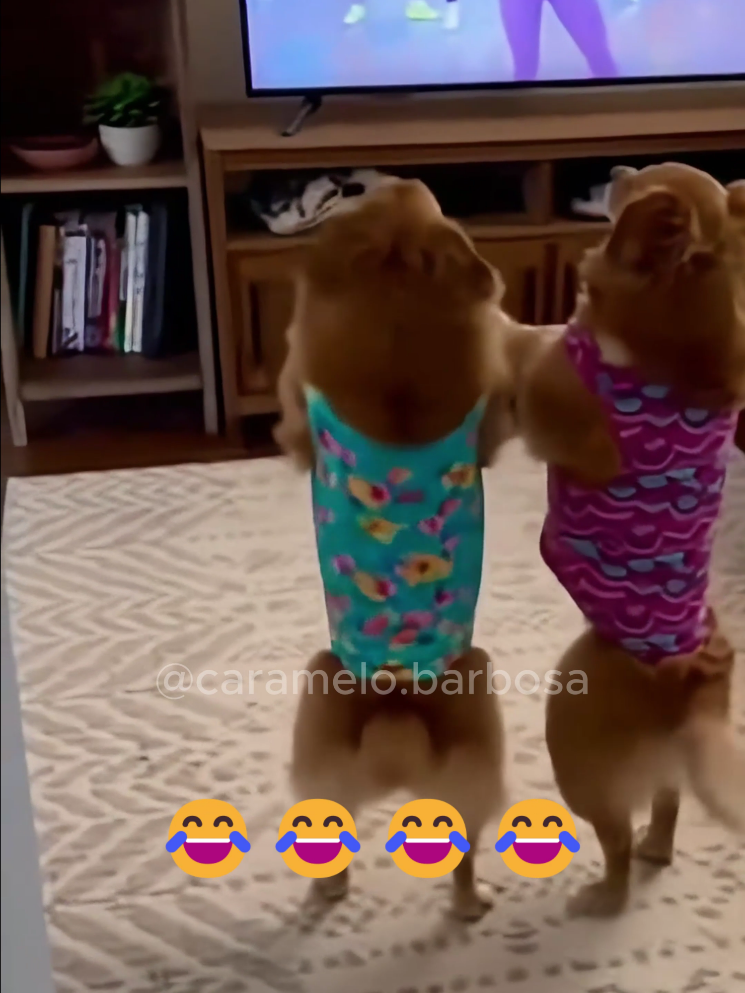 The best minute of your day 😭🐶🔥 A full collection of jump scares, goofy dances and the funniest Caramelo moments ever. His reactions are insane — wide-open eyes, loud yelps, awkward little dance moves… it just gets better every second 😂✨  #Caramelo #AIshorts #fyp #funnydogs #viral #dogsoftiktok #comedy #pets #viral #foryou