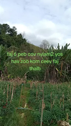 #hmoobtojsiab #hmoobtiktok #ม้งลาว #ม้งไทยแลนด์ 