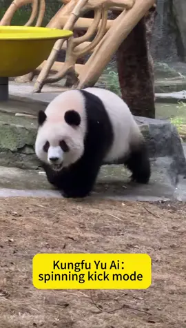 Want to meet Kungfu panda? This is Kungfu Yu Ai!😎#cute #panda #yuaipanda 