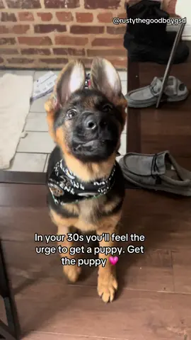 I love my crazy boy so much💗💗💗 #germanshepherds #dogmom #dogmoms #gsd 