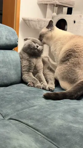 Sweet calm by Sissy&Zaya✨😻💗💗🐾🐾#Love #katzenliebe #catslover #foryoupage❤️❤️ #bonding 