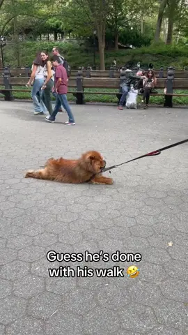 Think I’ll lay here 🤣 @I Can’t Even (🎥:coco.wang99/ig) 