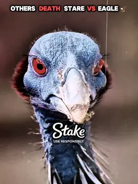 death stare 😱  #hoanera #edits 