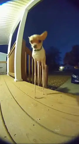 #sora #Ai #chihuahua #fypシ #fyp 