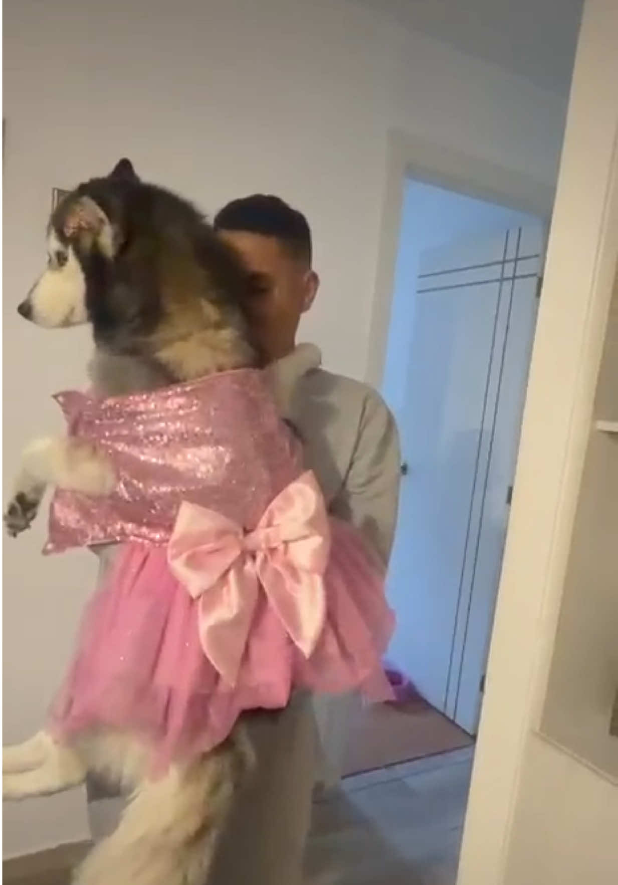 Adoptada pero a qué costo 😑 #vals #perritos #perrostiktokers #husky #viraltiktok 