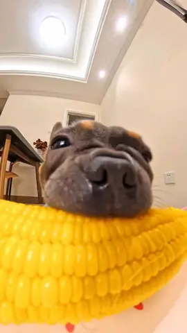 #fypシ #usareelslove #viralanimals #reelsfbシ #dogetiktok 