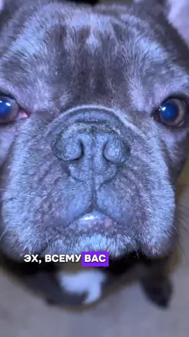 А вы когда собачку заводить собираетесь?🤭 #frenchbulldog 