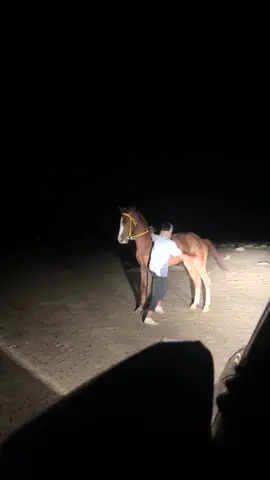 #خيل_وخياله🐎 #عفيف_الدوادمي_الرياض 