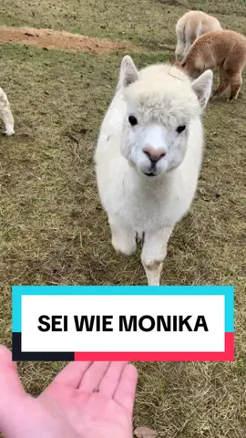 Sei wie Monika #monika #monica #fyp #alpaka #llama 