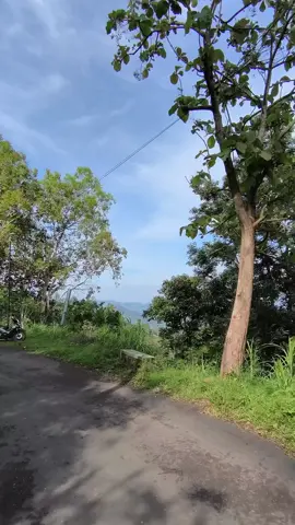 buah juwetnya masih hijau blm menghitam  #ponorogo24jam #viral #fypシ #fypシ゚viral #vibes 