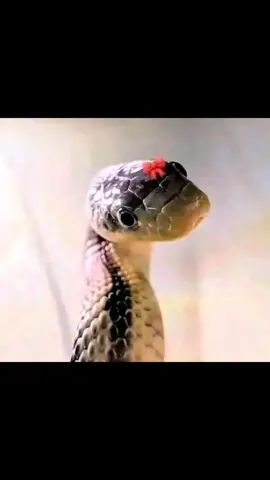 #fyp #تيكتوك #trending #tiktok #الشعب_الصيني_ماله_حل😂😂 