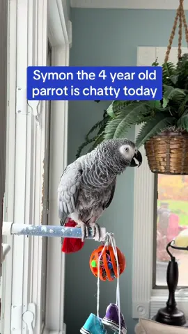 Symon the 4 year old African Grey Parrot sure is chatty today after her shower💦🦜💦❤️#symontheafricangreyparrot #talkingparrot #funnyparrot #funnybird #parrot 