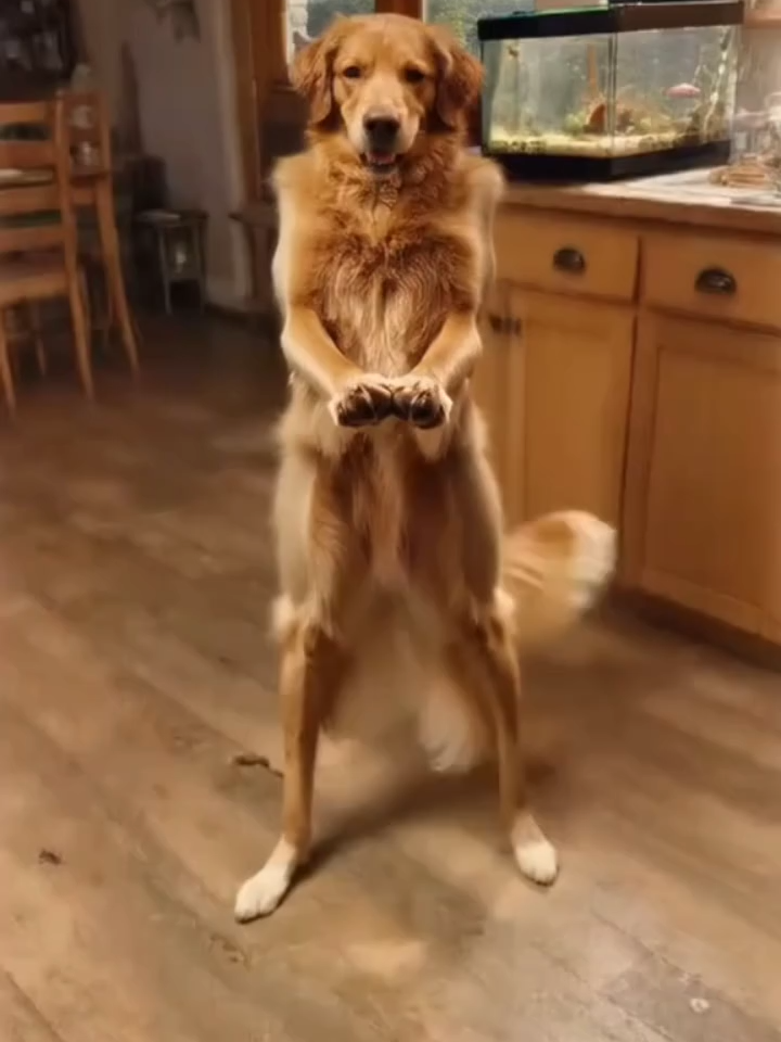 AI has officially turned man’s best friend into a professional dancer. Thanks to OpenAI’s Sora 2, the internet is packed with hyper-realistic clips of a dog nailing a full choreography — hitting every beat, spinning on cue, and matching the music with moves that would put half of TikTok to shame. What started as a cute idea has become a viral showcase of how far AI video generation has come. Sora 2 can now recreate lifelike animal motion, perfectly timed rhythm, and cinematic performance shots — all from a single text prompt. The result looks so real you might actually believe this dog trained with a choreographer. It’s adorable, impressive, and insanely entertaining all at once. Would you duet this dance or just hit replay? 👀💬 Join the fastest-growing AI community on TikTok @longliveai #ai #sora #dog #dance #viral #meme #aivideo #aiart #sora2 #openai #animals #choreo