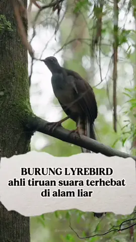 burung lyrebird,ahli tiruan suara terhebat di alam liar #creatorsearchinsights  #burunglyrebird  #endemicspecies  #duniaburung  #floradanfauna 