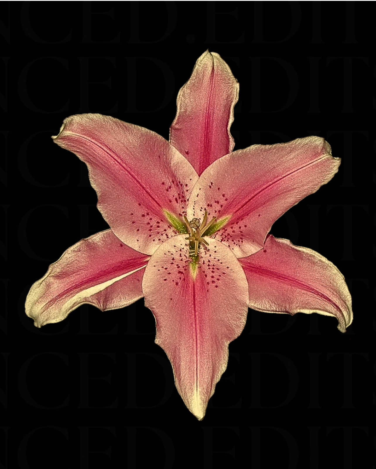 Gabriela by KATSEYE #fyp #katseye #trending #viral #edits 