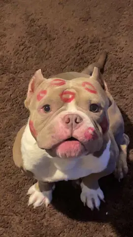 🤍🤍 #fyp #bully #pocketbully #bullsaceline #americanbully 