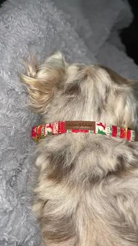 The perfect dog collar for Christmas time!❤️🎄 #dogsoftiktok #collar #dogs 
