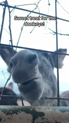 The donkeys Millie and Maple love their peppermint treats. #donkey #donkeysoftiktok #donkeytok 