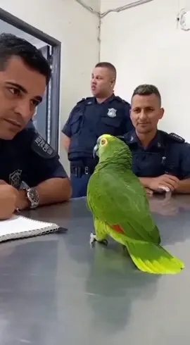 Esse louro é da igreja kkk #papagaio #papagaiofalante #louro 