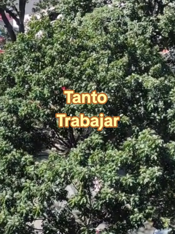 Nuestra Cultura presenta Tanto trabajar de la Billos Caracas Boy buena música con sabor a Venezuela. #Nuestra_Cultura #buenamusica #sabor_a_Venezuela #SaboraNavidad 