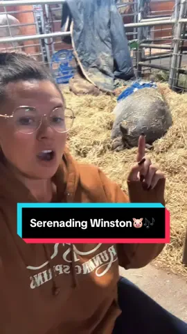 Serenading Winston🐷🎶 @The Creekers #tennessee #thecreekers 