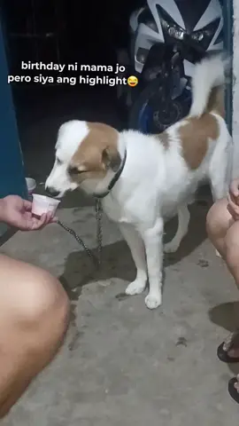 Birthday ni Mama jo siya ang highlight hihi😁😂🤭🫢 #furbabies #husky #doglover #furbaby 