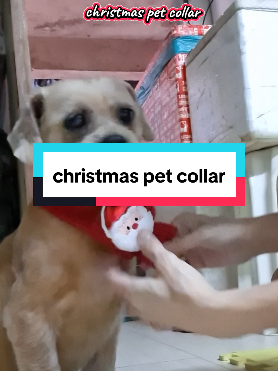 @zeth ꕥ ↩️🛒 christmas pet collar  #dogsoftiktok #petcollar #christmaspetcollar 
