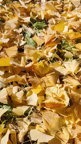 #投稿でゲット  2025年11月22日 岐阜市　雄日ヶ丘公園 イチョウ並木