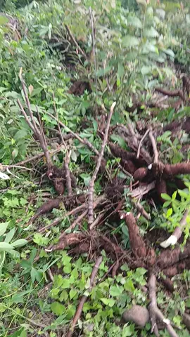 wanitapejuangrupiah#fypシ゚viral 