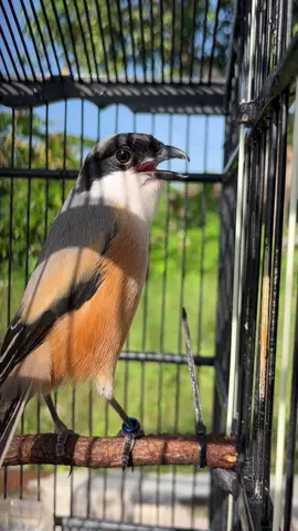 pilis ritak#cendet #cendetmaniaindonesia #cendetmania #cendetjatim #cendetmanianusantara 