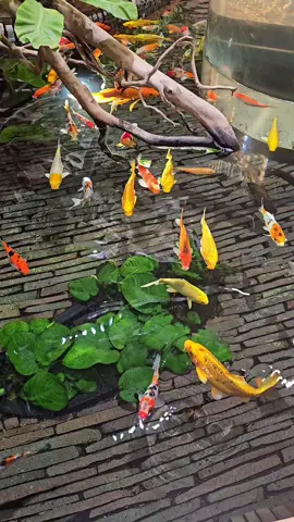 Koi Fishes at Changi Airport. #mrongmathslessons #koifishes