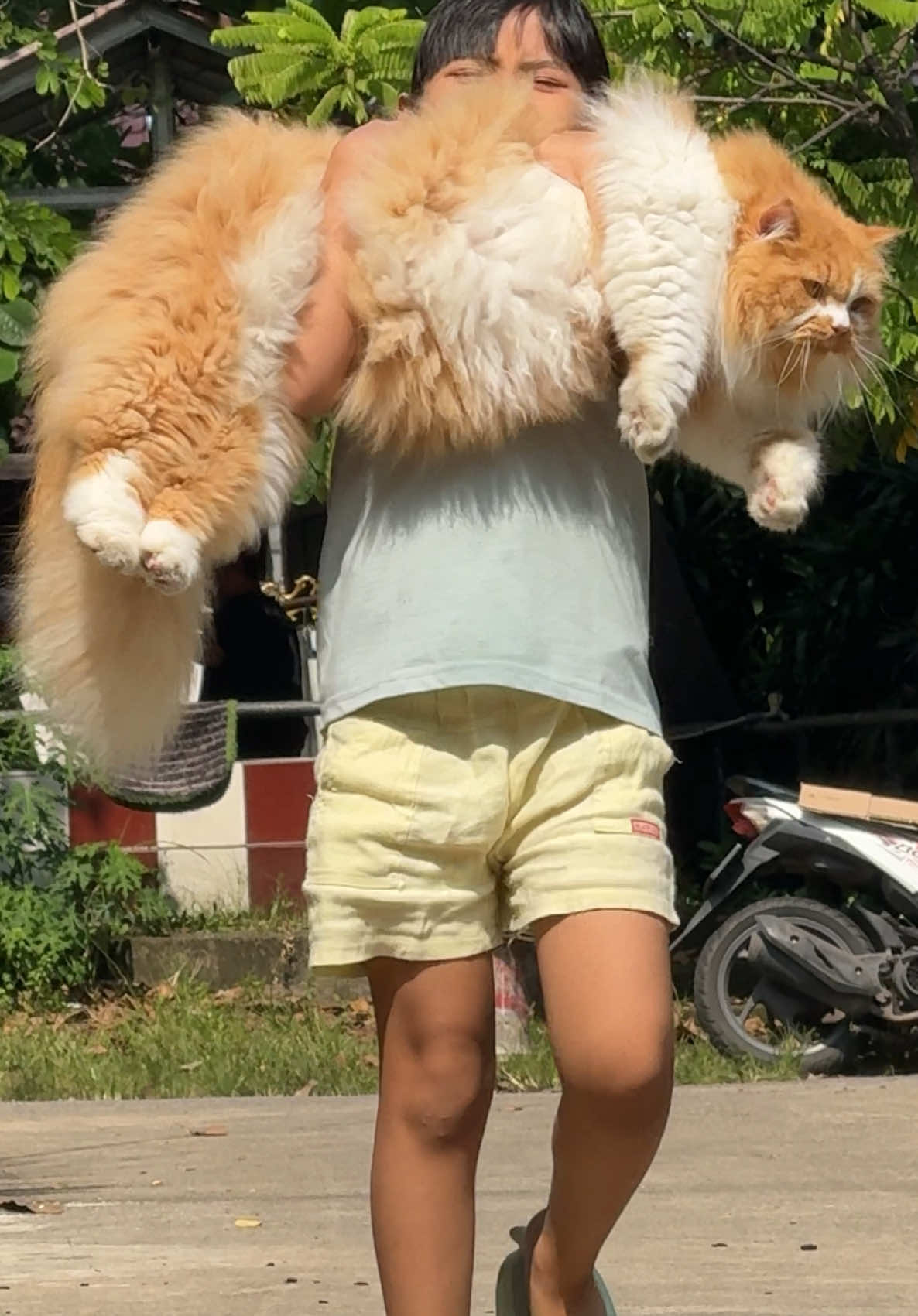 Bebannya berat,hampir aja jatuh 😂🙈 #kucingbesar #kucingbesaralaska #kucinggemes #kucinggembul #kucingoren 