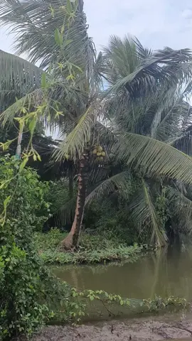 Đi tìm cảm giác bình yên #canhdepthiennhien #tamtrang #tamtrangbuon #xuhuongtiktok #nhangheo 