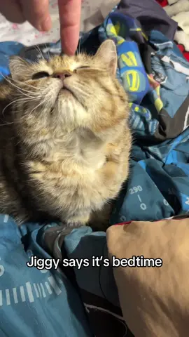 reposting an old clip cos i have mastitis again and can barely move 🤕🤕🤕 #jiggysmalls #dwarfcat #jiggycat #catlovers #viral 