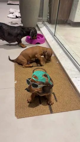 Um salsicha funkeiro #salsicha#dachshund 