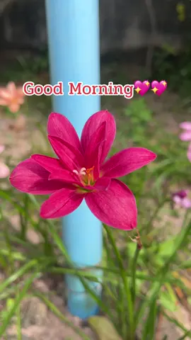 #goodmorning #flowers #สวัสดีค่ะ #ดอกไม้ #ทักทายเพื่อนๆนะคะ🌺🌿 