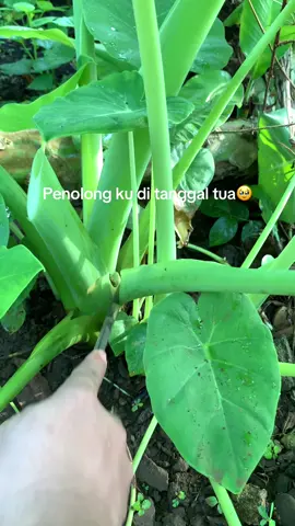 Di saat tanggal tua kebun penolongku🥹#masakansimple #masakannusantara #masakanrumahan #fyp 