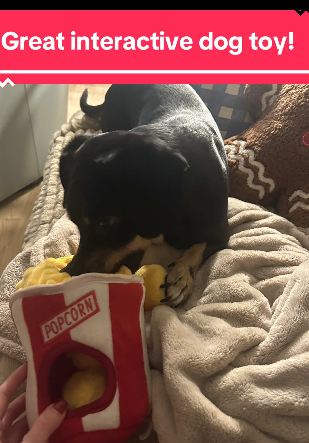 Popped to perfection! 🍿 Your pup will obsess over this interactive popcorn puzzle — tuck the mini poppers inside and watch them sniff, search, and celebrate every find. Guaranteed tail wags, mental stimulation, and the cutest little popcorn thief moments ever! #DogPuzzleToy #InteractiveDogToys #DogEnrichment #TikTokshop ##DogFinds