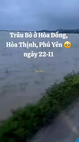 Trâu Bò ở Hòa Đồng, Hòa Thịnh, Phú Yên ngày 22-11 🥺#vietnam #mientrung #rainbow #lulut #phuyen 