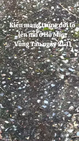 Kiến mang trứng dời tổ lên núi ở Hồ Mây, Vũng Tàu ngày 21-11 #lulut #rainbow #vietnam #brvt 