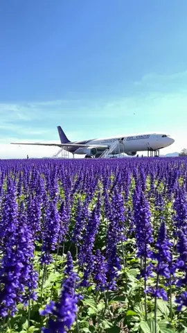 #คาเฟ่เครื่องบิน #เขาใหญ่ #ปากช่อง #ฟีดดดシ #tiktok 