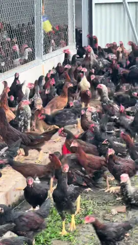 suka hati sayelaa🤪#ayamkampungpekanbaru #ayamkampungriau #peternakmuda #dockub2janaka 